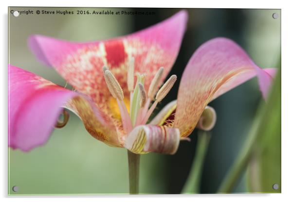 Tulip flower macro Acrylic by Steve Hughes
