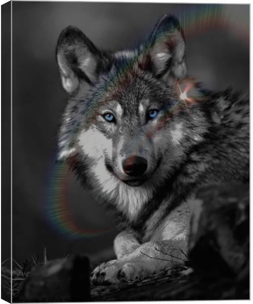 The Wolf Canvas Print by sylvia scotting