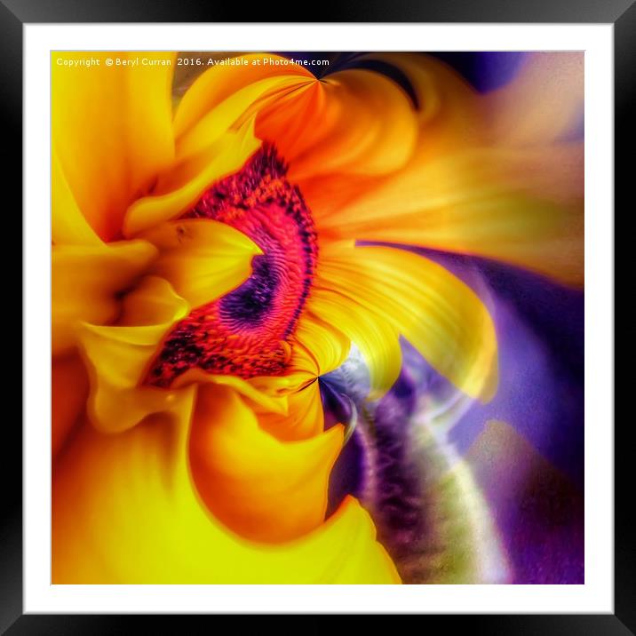 Golden Sunflower Radiance Framed Mounted Print by Beryl Curran