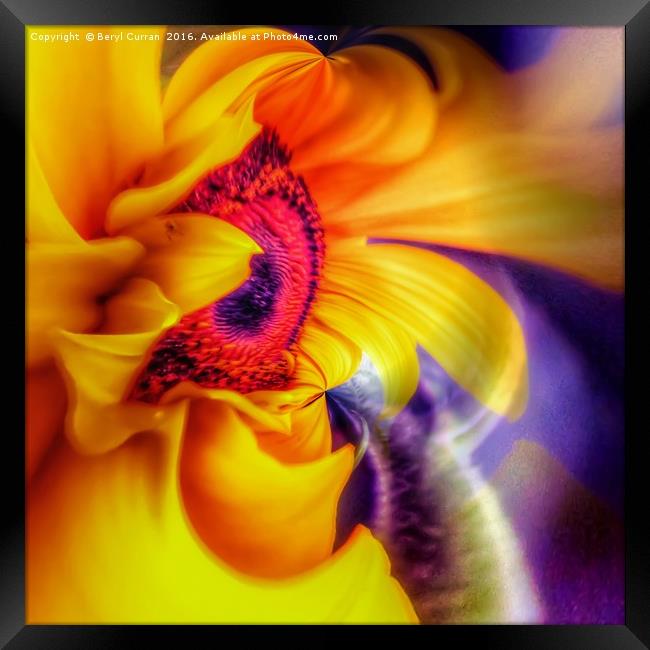Golden Sunflower Radiance Framed Print by Beryl Curran