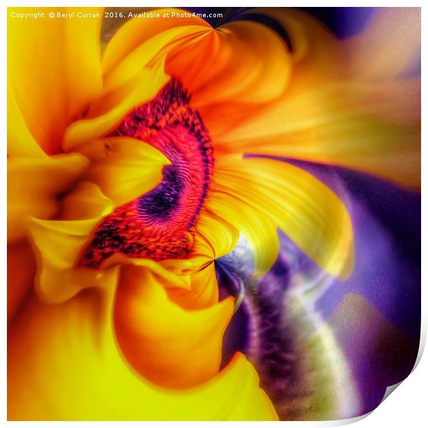 Golden Sunflower Radiance Print by Beryl Curran