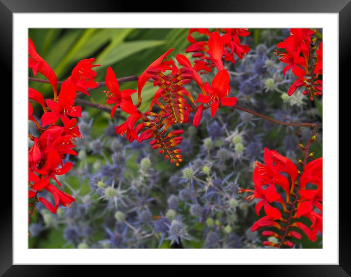 Montbretia Framed Mounted Print by Victor Burnside