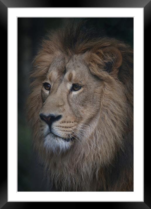 Pride Framed Mounted Print by Paul Fine