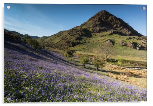 Rannerdale Bluebells Acrylic by James Grant