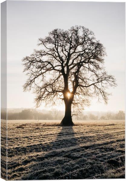 Sunrise behind a tree on a frosty morning. Norfolk Canvas Print by Liam Grant