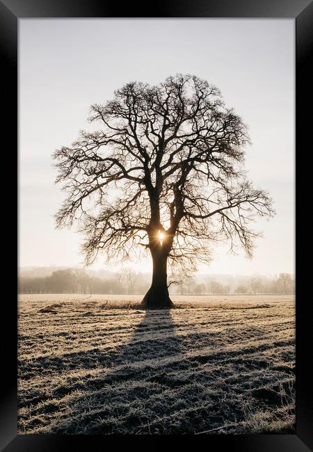 Sunrise behind a tree on a frosty morning. Norfolk Framed Print by Liam Grant