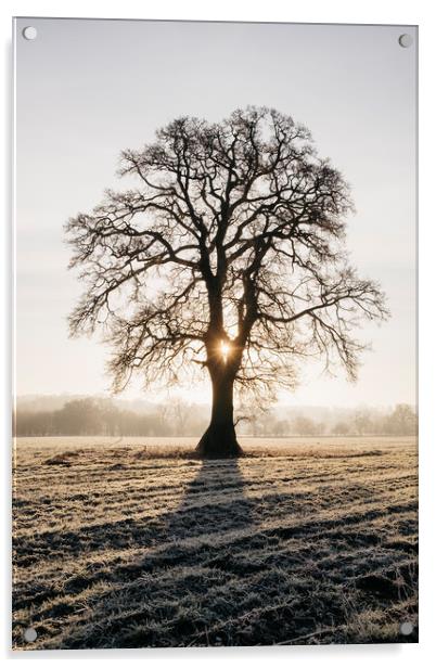Sunrise behind a tree on a frosty morning. Norfolk Acrylic by Liam Grant