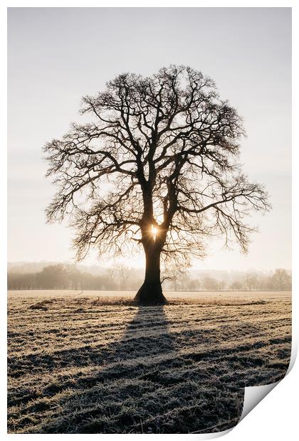 Sunrise behind a tree on a frosty morning. Norfolk Print by Liam Grant