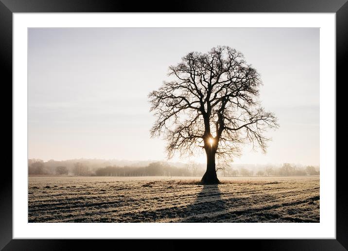 Sunrise behind a tree on a frosty morning. Norfolk Framed Mounted Print by Liam Grant