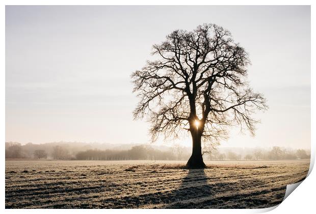 Sunrise behind a tree on a frosty morning. Norfolk Print by Liam Grant