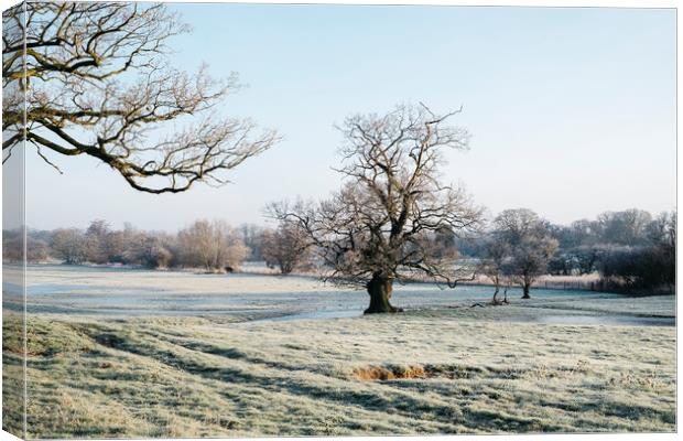 Trees in a frost covered field at sunrise. Norfolk Canvas Print by Liam Grant