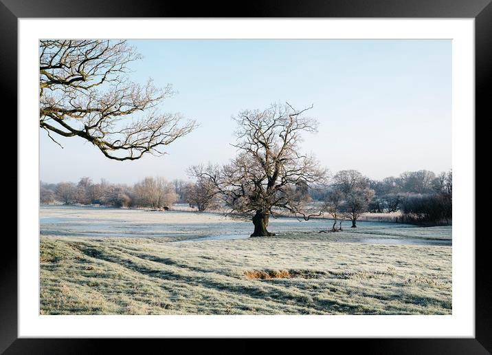 Trees in a frost covered field at sunrise. Norfolk Framed Mounted Print by Liam Grant