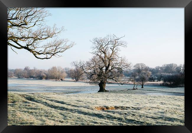 Trees in a frost covered field at sunrise. Norfolk Framed Print by Liam Grant