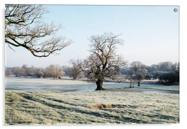Trees in a frost covered field at sunrise. Norfolk Acrylic by Liam Grant