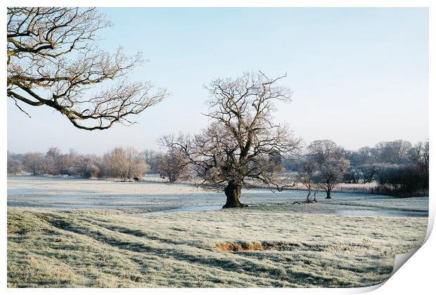 Trees in a frost covered field at sunrise. Norfolk Print by Liam Grant