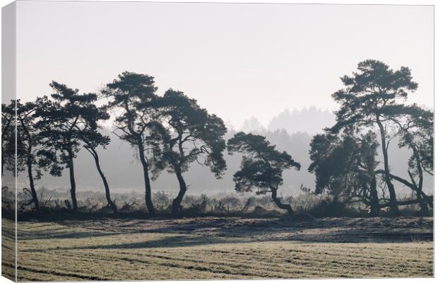 Trees lining a frosty field on a cold morning. Nor Canvas Print by Liam Grant