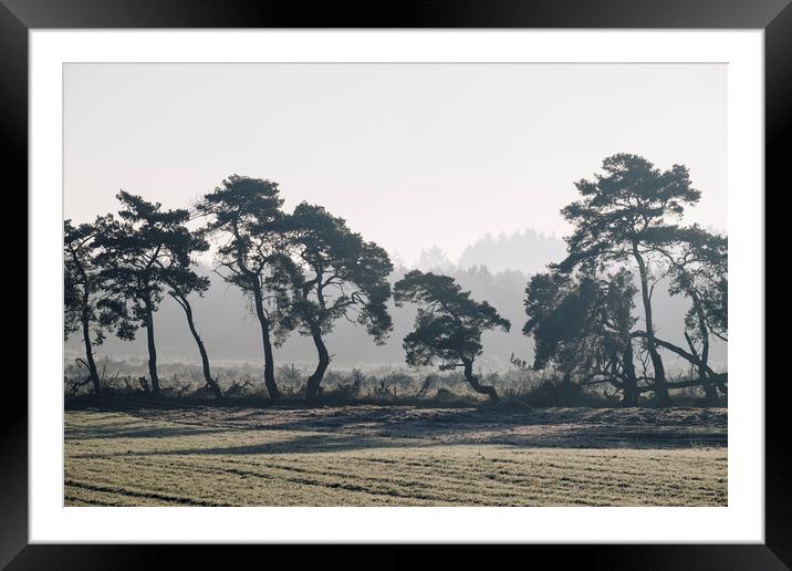 Trees lining a frosty field on a cold morning. Nor Framed Mounted Print by Liam Grant
