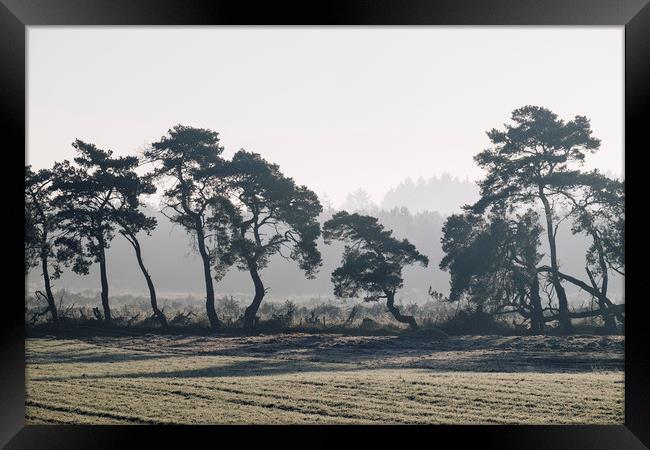 Trees lining a frosty field on a cold morning. Nor Framed Print by Liam Grant