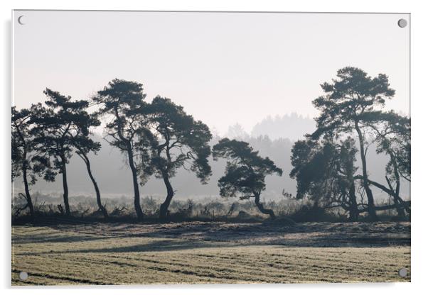 Trees lining a frosty field on a cold morning. Nor Acrylic by Liam Grant