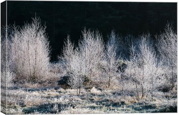 Young trees covered in a thick white frost. Norfol Canvas Print by Liam Grant