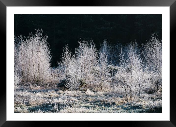 Young trees covered in a thick white frost. Norfol Framed Mounted Print by Liam Grant