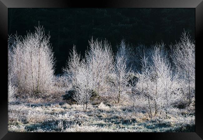 Young trees covered in a thick white frost. Norfol Framed Print by Liam Grant