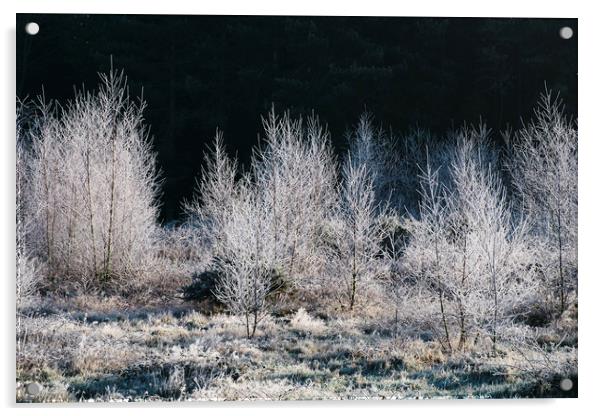 Young trees covered in a thick white frost. Norfol Acrylic by Liam Grant