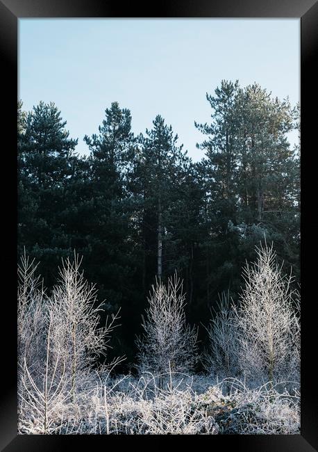 Young trees covered in a thick white frost. Norfol Framed Print by Liam Grant