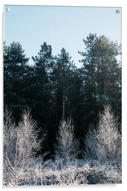 Young trees covered in a thick white frost. Norfol Acrylic by Liam Grant