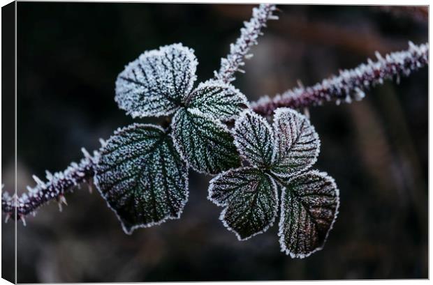 Detail of wild Bramble leaves covered in frost. No Canvas Print by Liam Grant