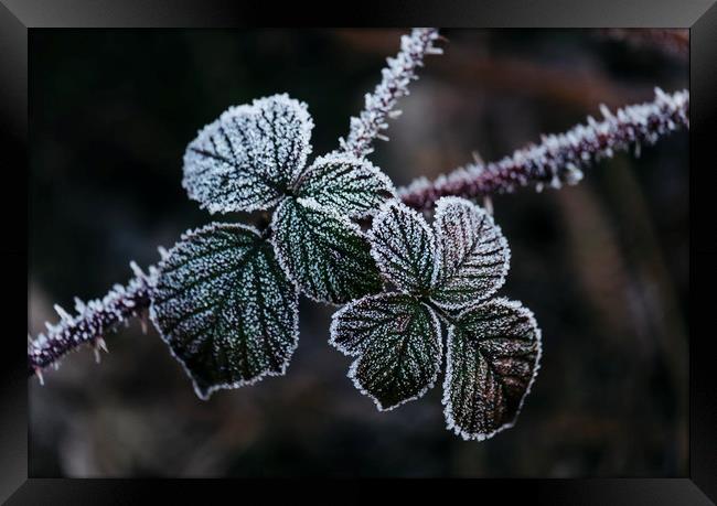 Detail of wild Bramble leaves covered in frost. No Framed Print by Liam Grant