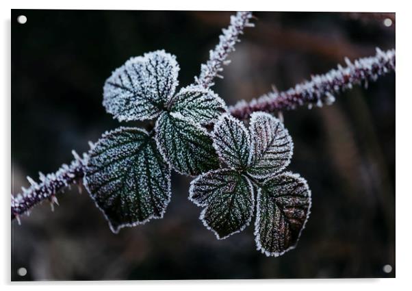 Detail of wild Bramble leaves covered in frost. No Acrylic by Liam Grant