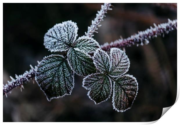 Detail of wild Bramble leaves covered in frost. No Print by Liam Grant