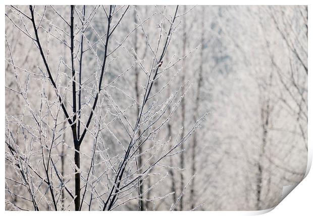 Young trees covered in a thick white frost. Norfol Print by Liam Grant