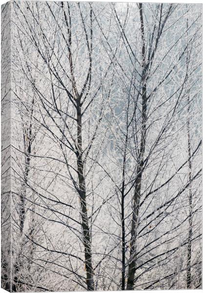 Young trees covered in a thick white frost. Norfol Canvas Print by Liam Grant