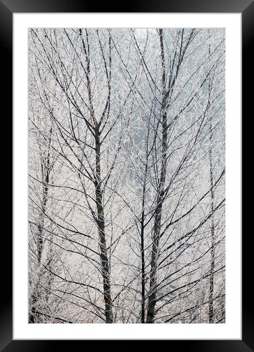 Young trees covered in a thick white frost. Norfol Framed Mounted Print by Liam Grant