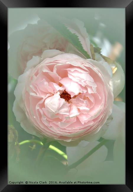 Pastel Rose Framed Print by Nicola Clark