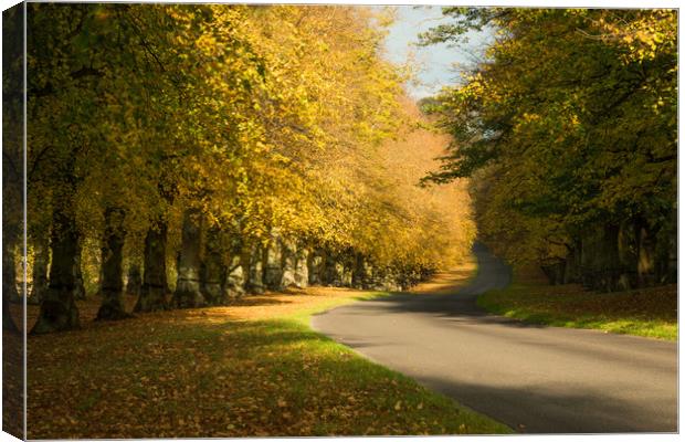 Autumn at Clumber Park Canvas Print by James Grant