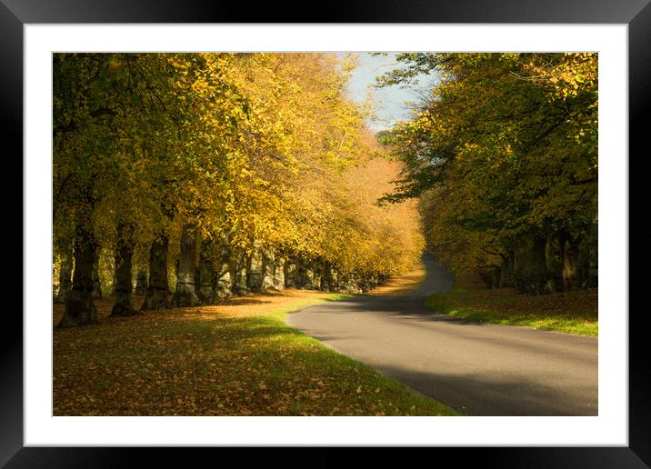 Autumn at Clumber Park Framed Mounted Print by James Grant