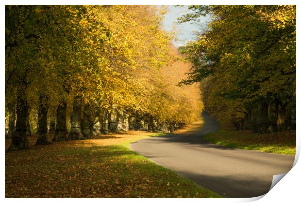 Autumn at Clumber Park Print by James Grant