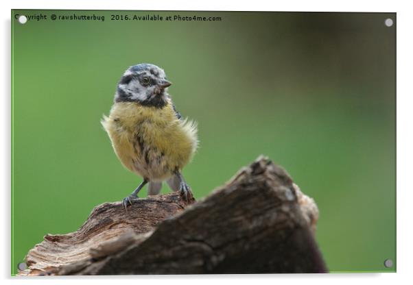 Scruffy Juvenile Blue Tit Acrylic by rawshutterbug 