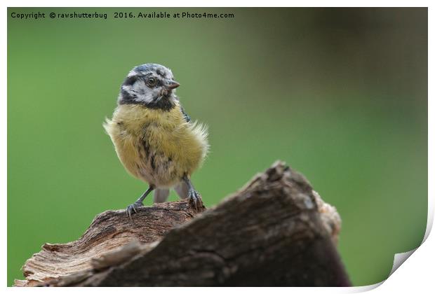 Scruffy Juvenile Blue Tit Print by rawshutterbug 