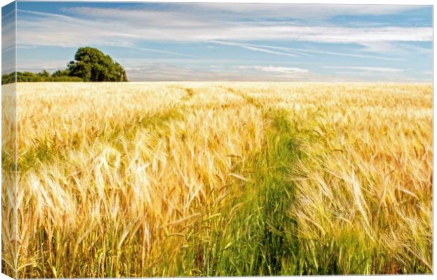 Barley Field Ready for Harvest Canvas Print by Nick Jenkins