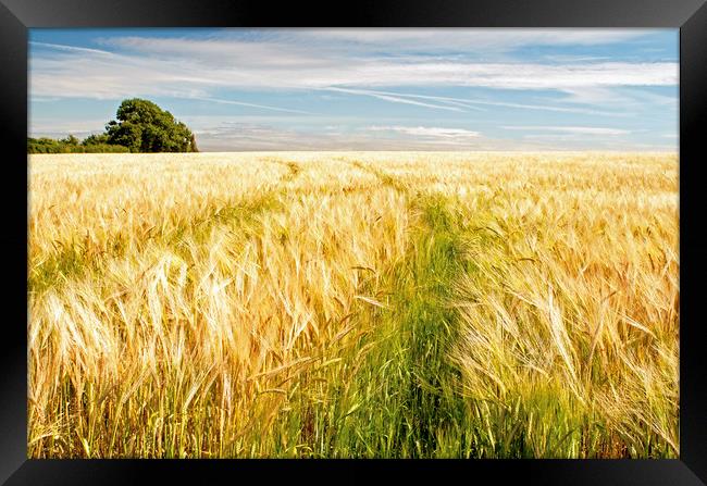 Barley Field Ready for Harvest Framed Print by Nick Jenkins