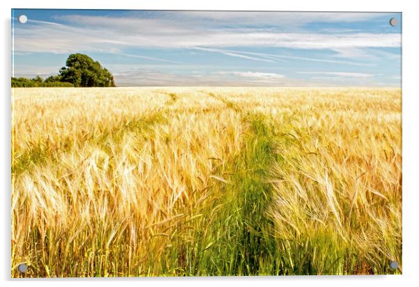 Barley Field Ready for Harvest Acrylic by Nick Jenkins