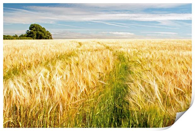 Barley Field Ready for Harvest Print by Nick Jenkins
