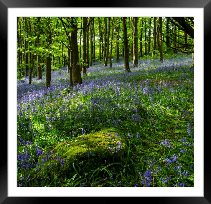 Bluebell wood Framed Mounted Print by Eric Pearce AWPF
