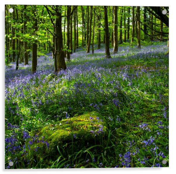 Bluebell wood Acrylic by Eric Pearce AWPF