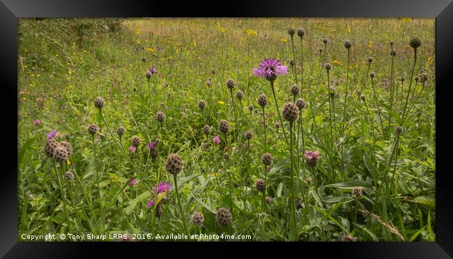 South Downs Meadow Framed Print by Tony Sharp LRPS CPAGB