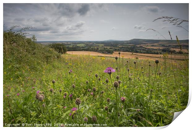 Wild Flower Meadow - S. Downs National Park Print by Tony Sharp LRPS CPAGB
